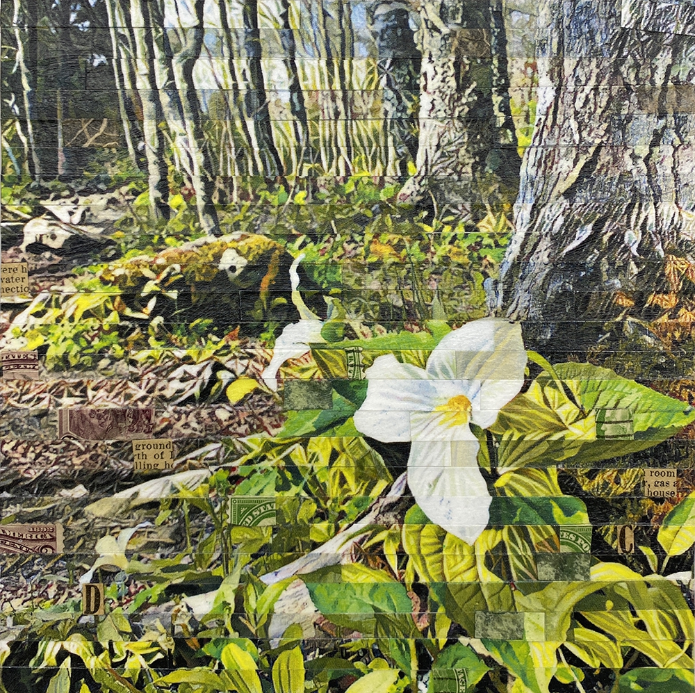 Click here to view Trillium Trail by Lori Reed